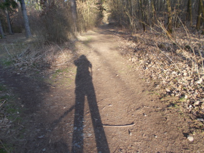 světlo a stín v lese