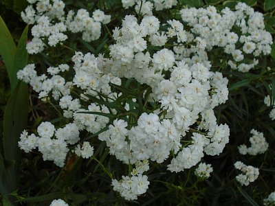 015-39.jpg