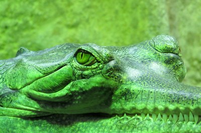 Gavial