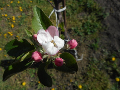 Rozvíjej se poupátko......