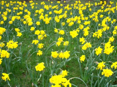 Louka plná narcisek