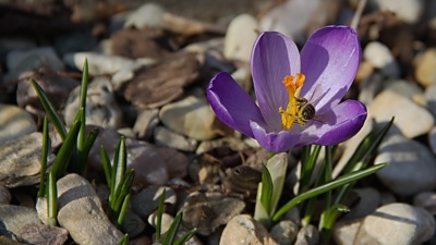 Krokusová ...