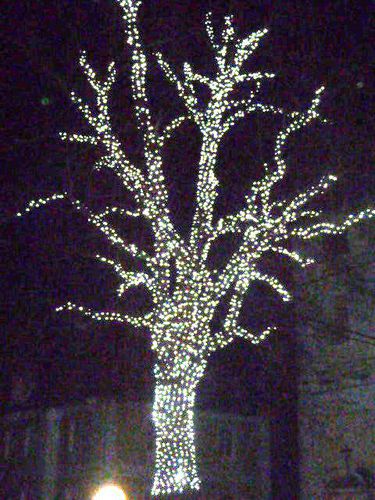 Vánoční strom-Dolní Lukavice