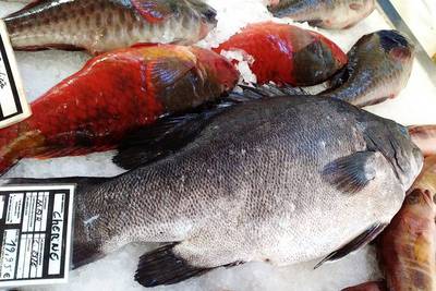 Druh nazvaný cherne (okoun) se prodává za 19,95 Eur/kg