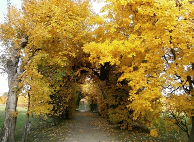 06-kz-zlate-habry.jpg