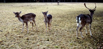Mladí daňci v oboře - ML