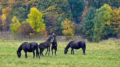 Když si koně hrají