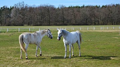 Myslíš, že už je jaro?