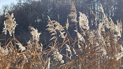 Rozsvícené sluníčkem