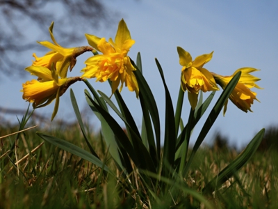 Zdivočelé narcisy v Pohoří na Šumavě