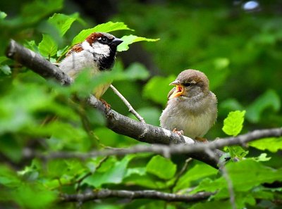 1-house-sparrow-5331868-1280.jpg