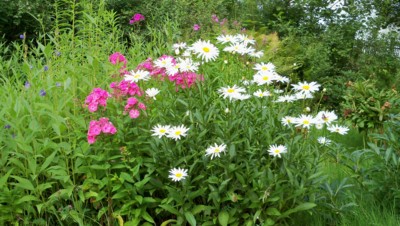 Na opuštěné zahrádce kveteme kolemjdoucím pro radost