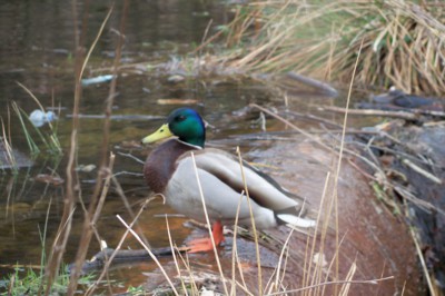 Kde se mi ta kačka toulá???
