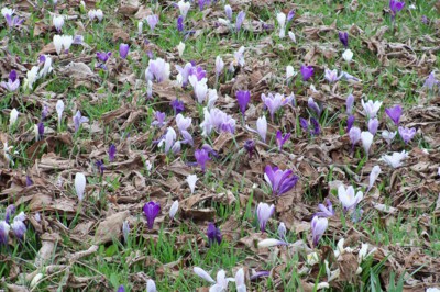 Dočkáme se té krásy, jen jakmile roztaje všechen sníh.
