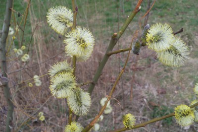 Kočičáci z Vratislavic v plné loňské kráse:)))))