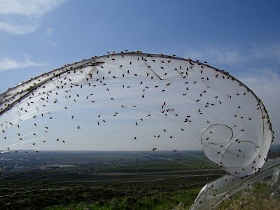 100 pavoučků je málo....!!