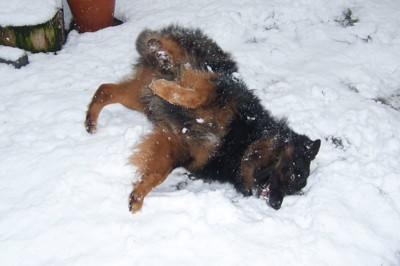 Šťastný pes na sněhu