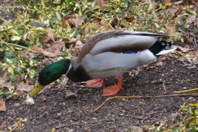 Copak to tu màm??? Houska, nic moc..