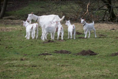 Bílá, bílá, samá bílá....farma v Horním Podluží