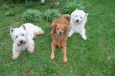 Přepejskováno, ale spousta radosti.