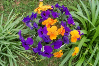 Violky vždy potěší.