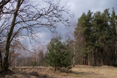 Na kraji lesa