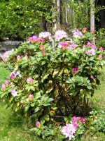 Rododendrony