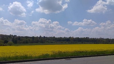 Řepkové pole na druhé straně za hřbitovem