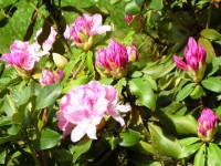 Rododendron