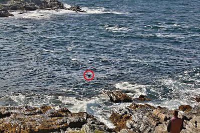 12-calf-sound-v-krouzku-tulen.jpg