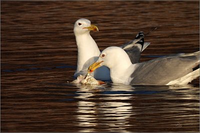 13-ve-vzduchu-je-kormoran.jpg