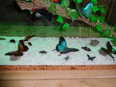 motýlci, broučci- ZOO Jihlava