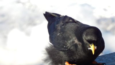 Kdepak ty ptáčku hnízdo máš?