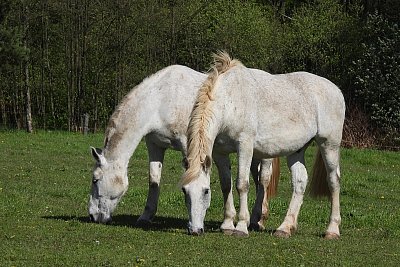 16-belousi.jpg