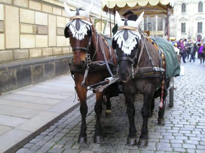 16. Vyšňoření koně.