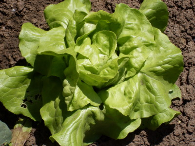 Letní osvěžující salátová omáčka z Valašska