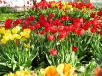 Tulipány