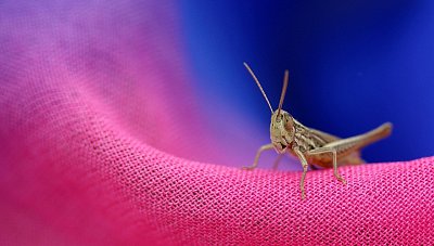 Nonsens aneb Minipocta Morgensternovi