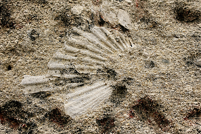 Paleodotek ve zdi kostela