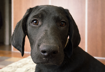 Ron, zvaný Ronislav *