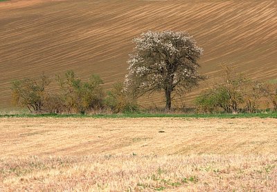 18-rozkvetly-strom.jpg