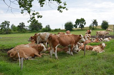19-po-ceste-na-rabi.jpg
