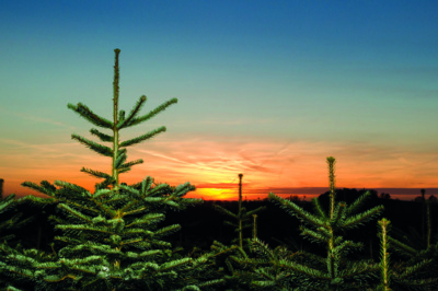 Kavkazské jedle: tak voní české Vánoce