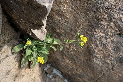 20 - Rozkvétají už první tařice skalní.