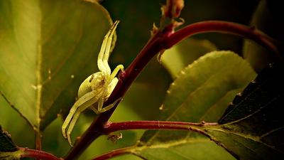 Běžník kopretinový (NIK)