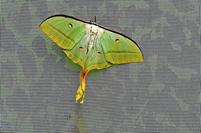 Nově zrozený Martináč Actias selene?, (Motýlí dům Žírovice)
