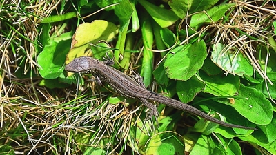 Ještěrka
