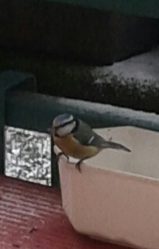 Snídaně pro sýkorky