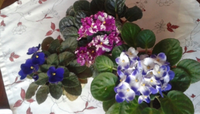 Fialky kvetou i doma