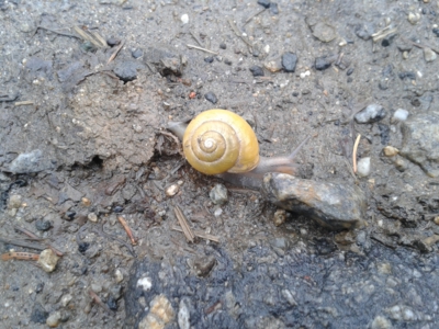 Šnečku, šnečku vystrč růžky